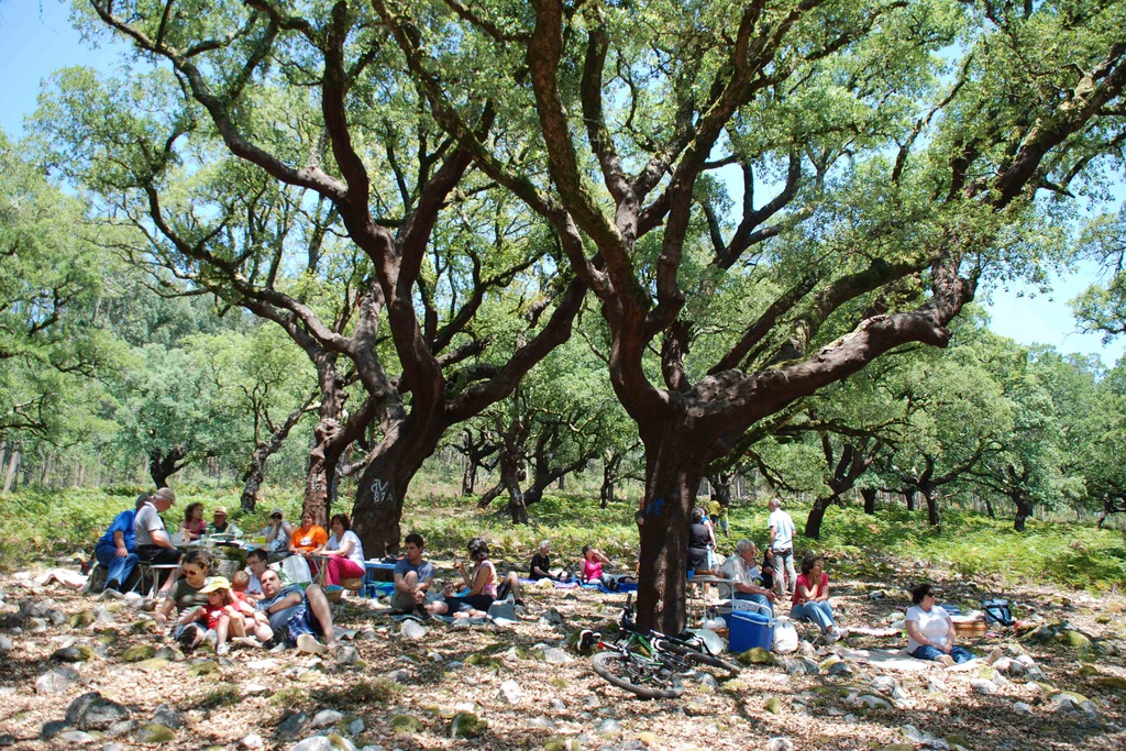 3rd Annual Meeting of Cork Oak Sponsors