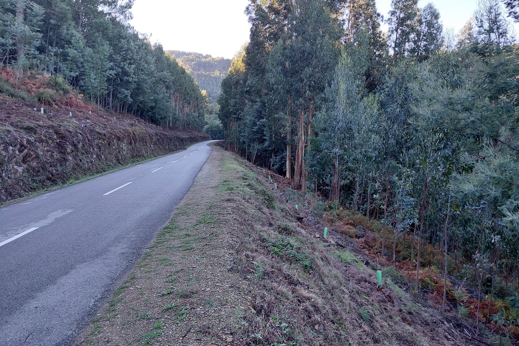 Góis conclui projeto de gestão florestal sustentável nas aldeias do xisto da Serra da Lousã