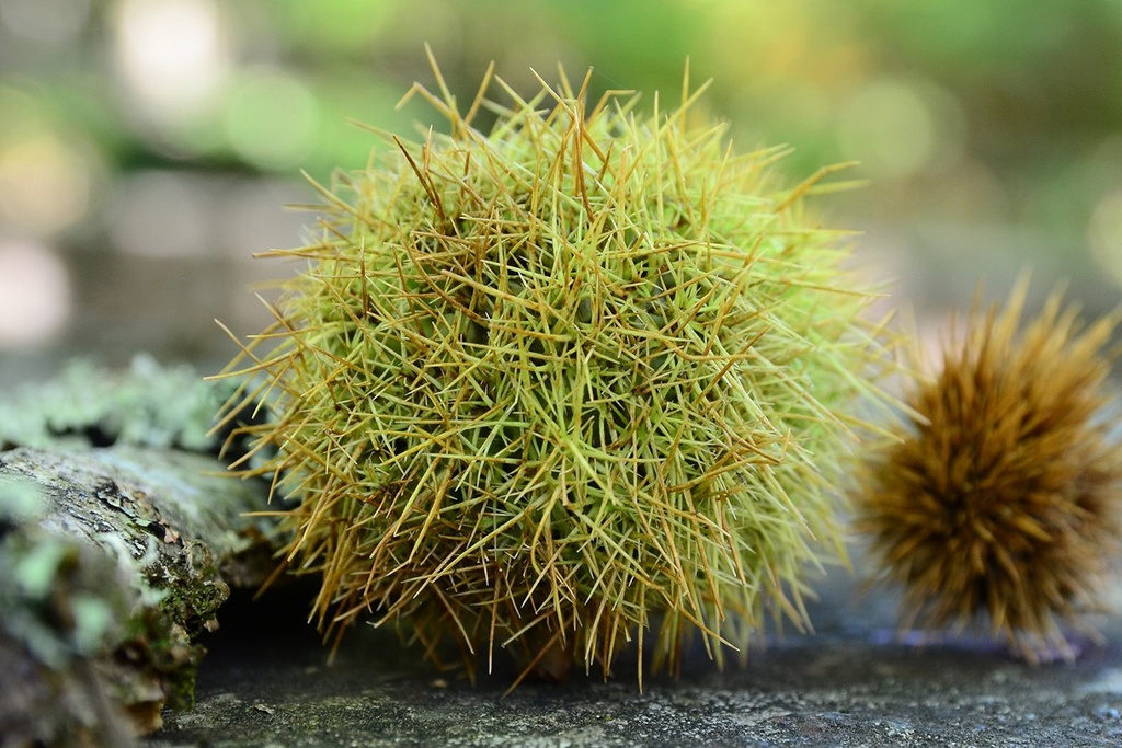 Feira de Rua da Castanha, do Mel e do Artesanato