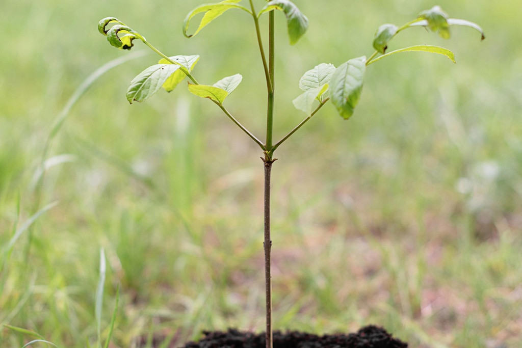 Ação de Reflorestação em Aigra Nova