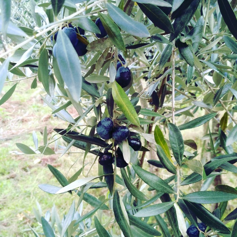 Sessão: Boas Práticas Culturais em Olival Tradicional