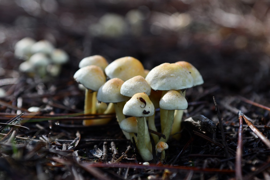 Míscaros - Festival do Cogumelo 2025