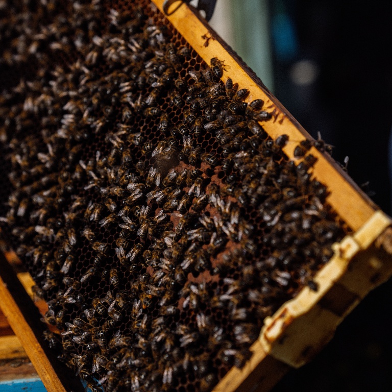 IX Jornadas Apícolas do Fundão