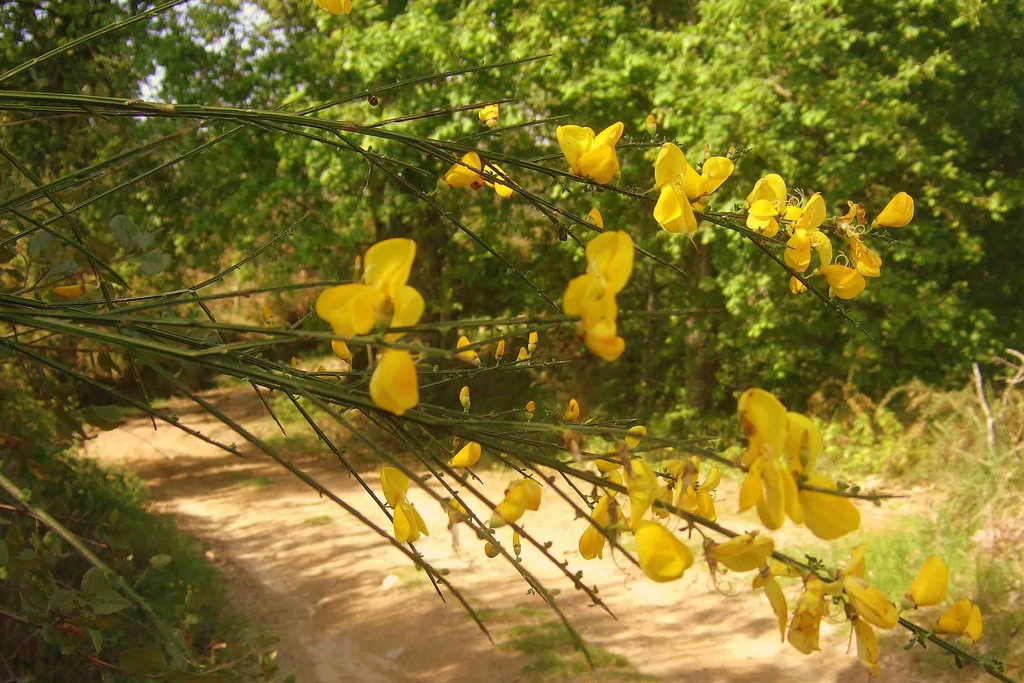 As plantas na obra poética de Camões