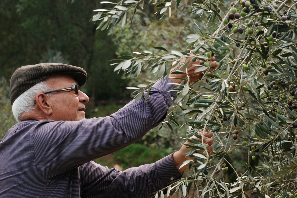 Dia Mundial da Oliveira