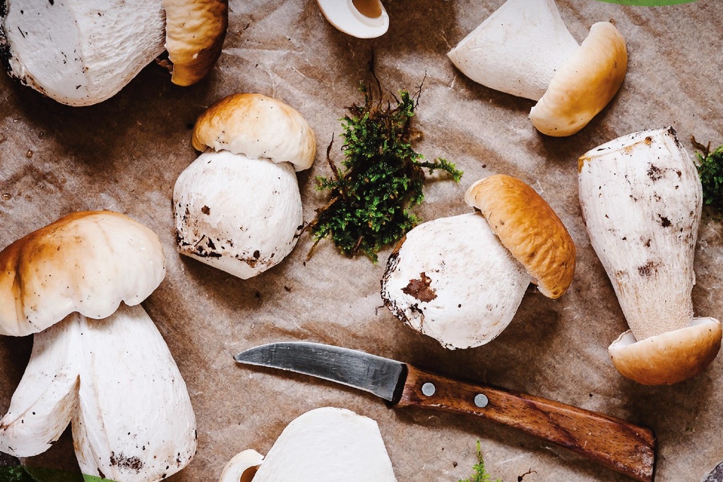 Passeio Micológico em Dornelas do Zêzere