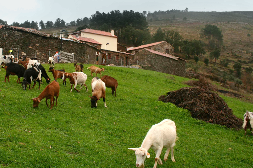 Voluntariado para a Reflorestação