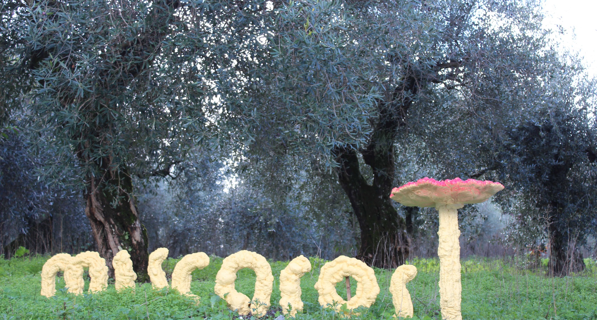 Míscaros - Mushroom Festival