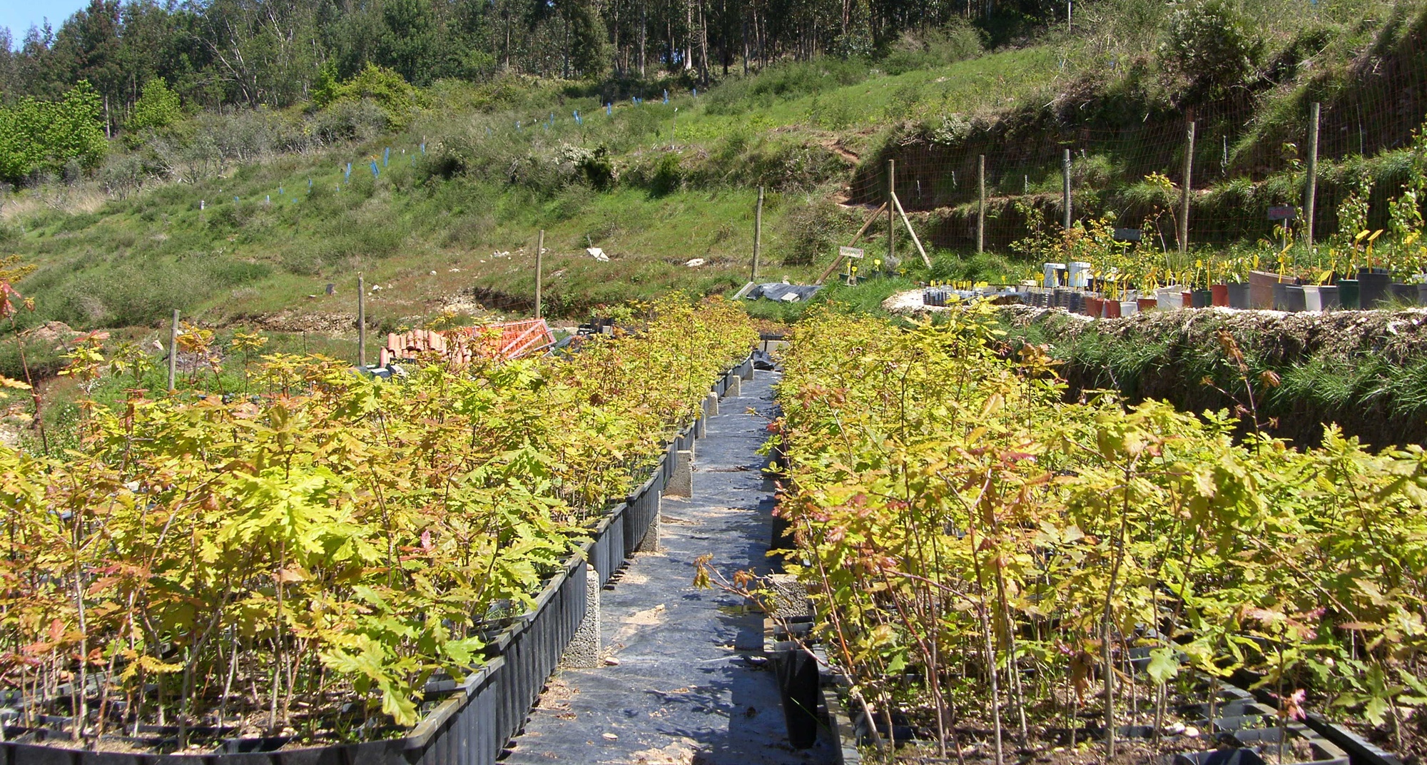 Voluntariado na Maternidade de Árvores em Aigra Nova