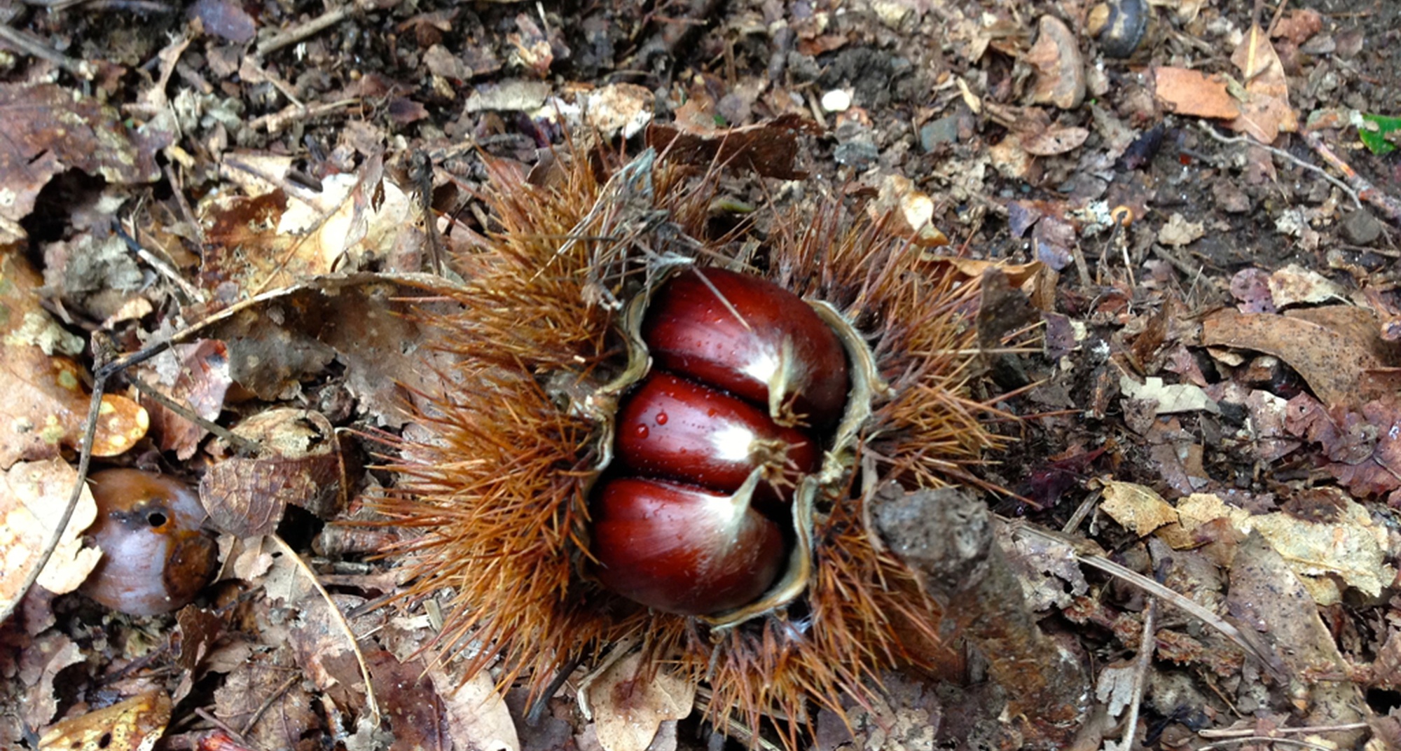 Feira dos Santos do Mel e da Castanha