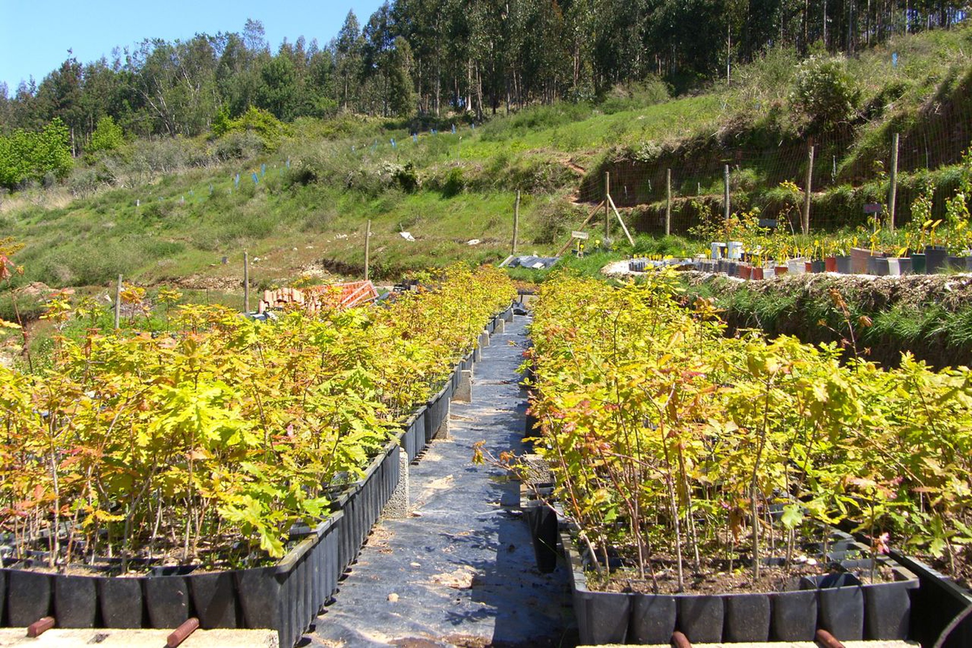 Maternidade de Árvores e Rebanho Comunitário da Aigra Nova