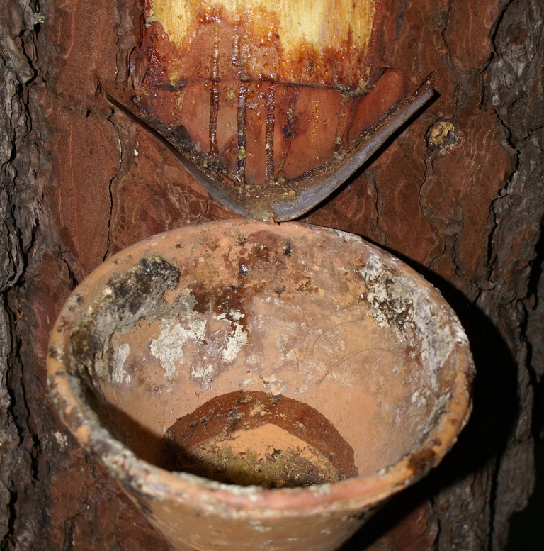 Formação de Recolha de Produtos Florestais - Resinagem 