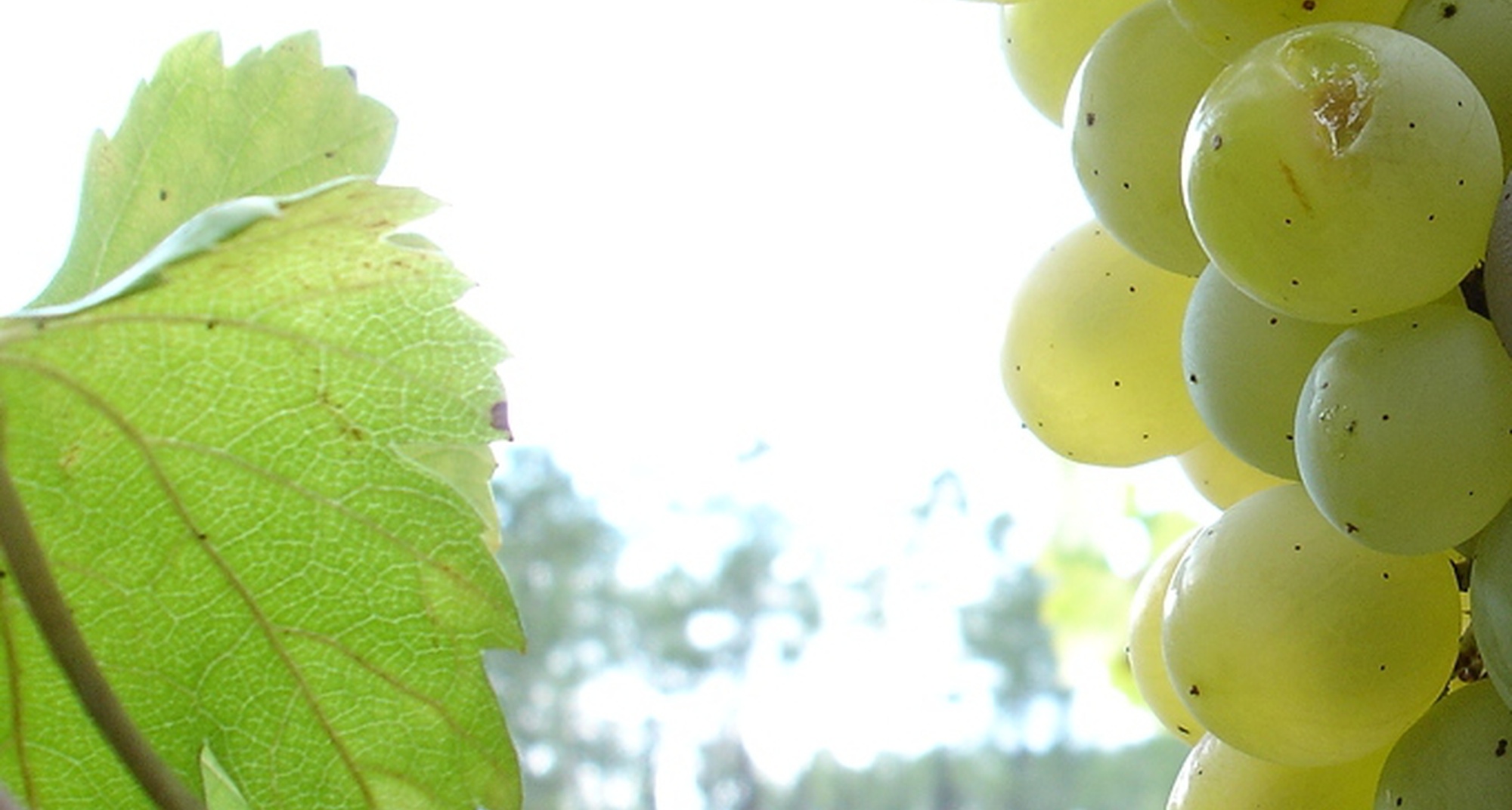 Passeio Pedestre Rota do Callum 