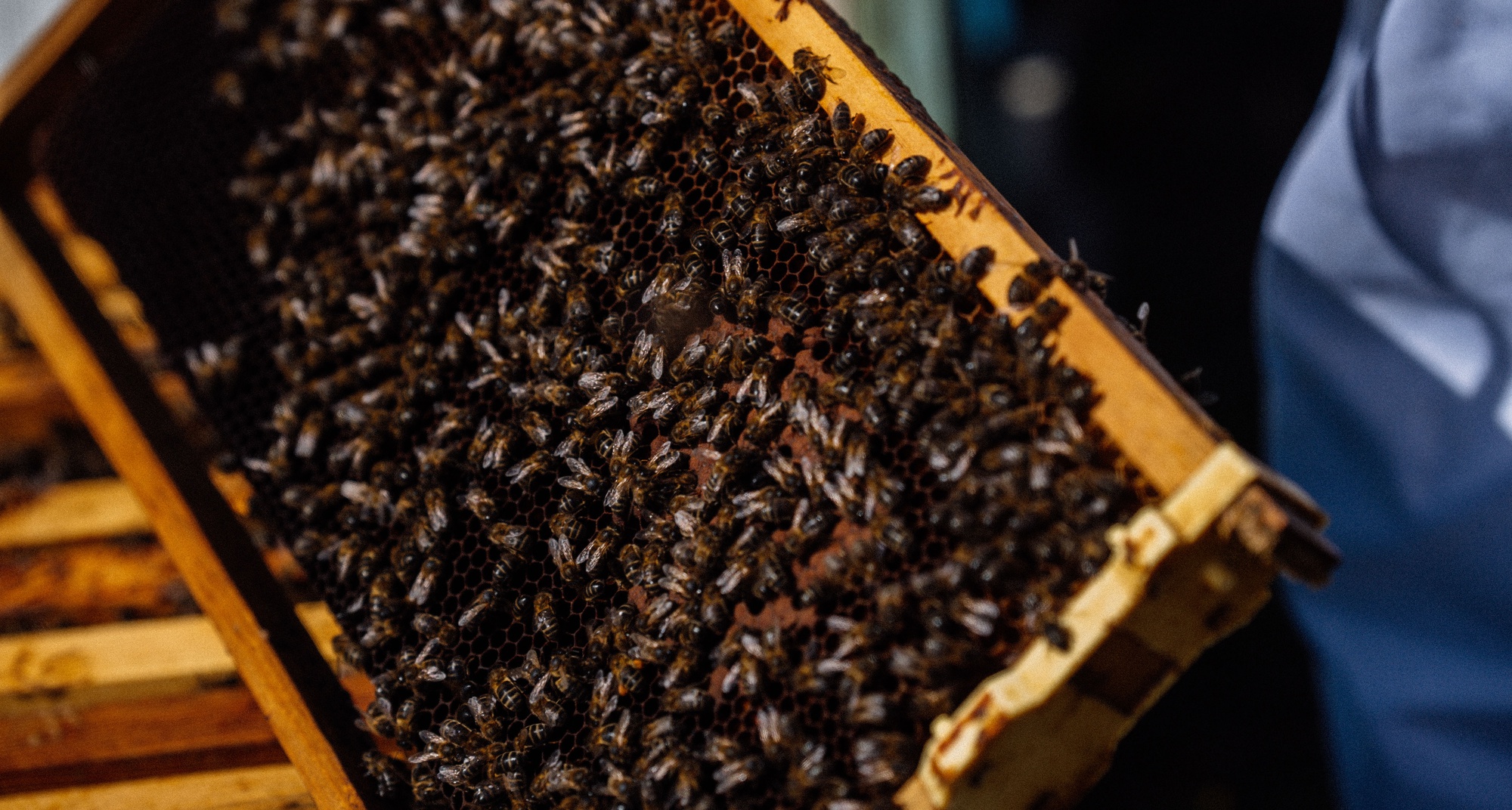 Workshop Velas em Cera de Abelha