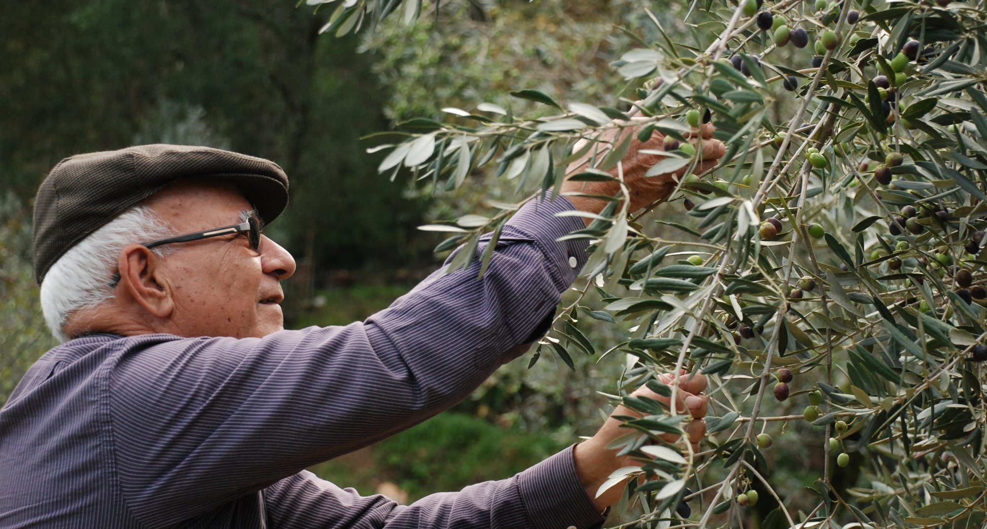 Dia Mundial da Oliveira