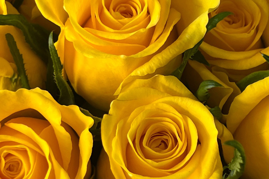 Góis em Comunidade: Reinterpretação da tradição dos Maios e das Maias