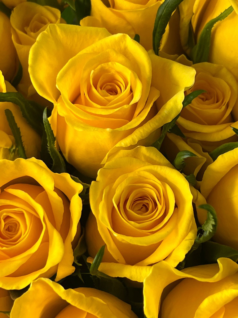 Góis em Comunidade: Reinterpretação da tradição dos Maios e das Maias