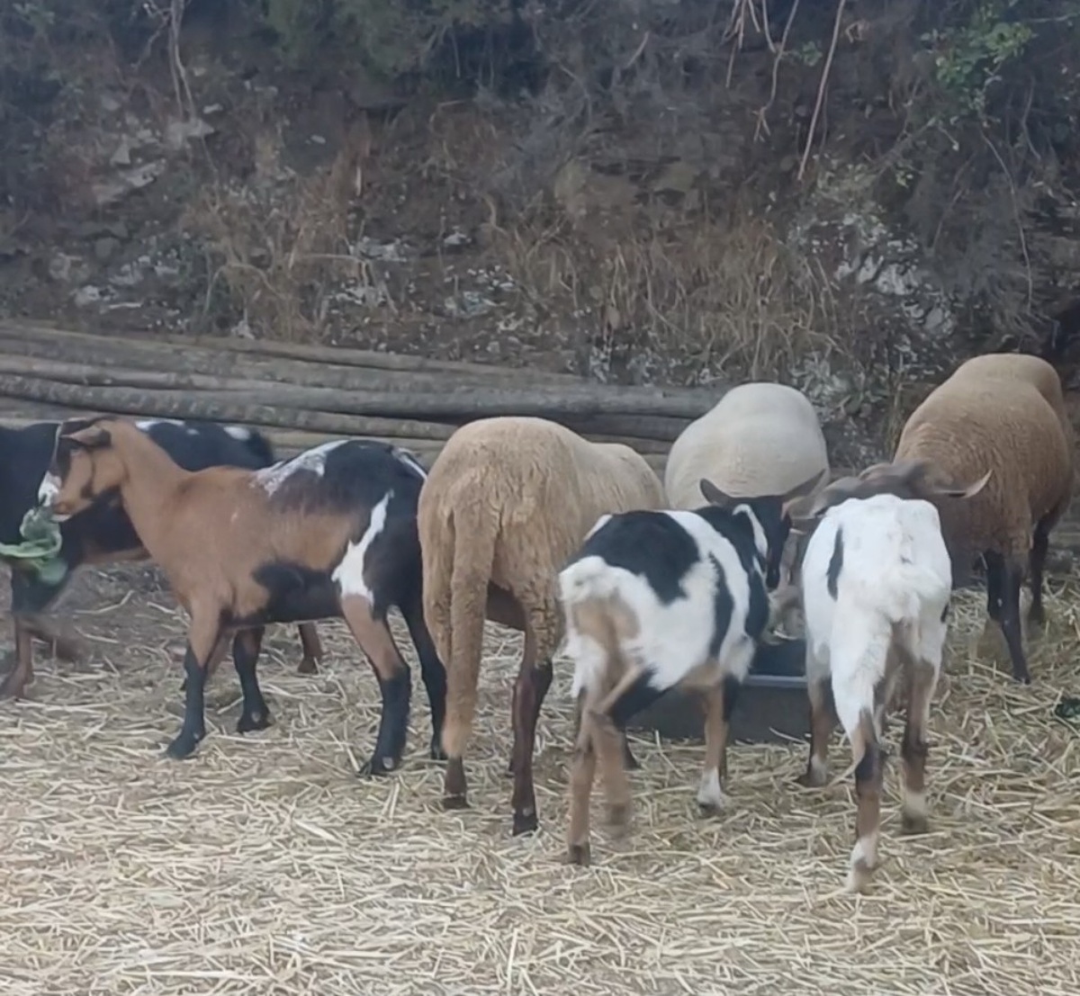 Pastores da paisagem