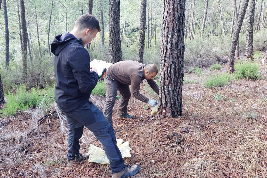 Ensaios sobre extração de resina na Isna com resultados acima da média