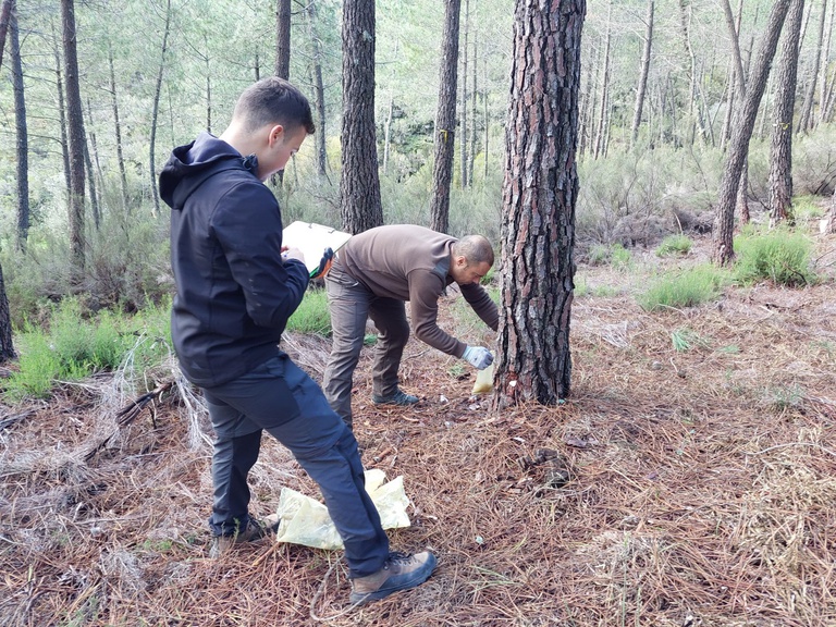 Ensaios sobre extração de resina na Isna com resultados acima da média