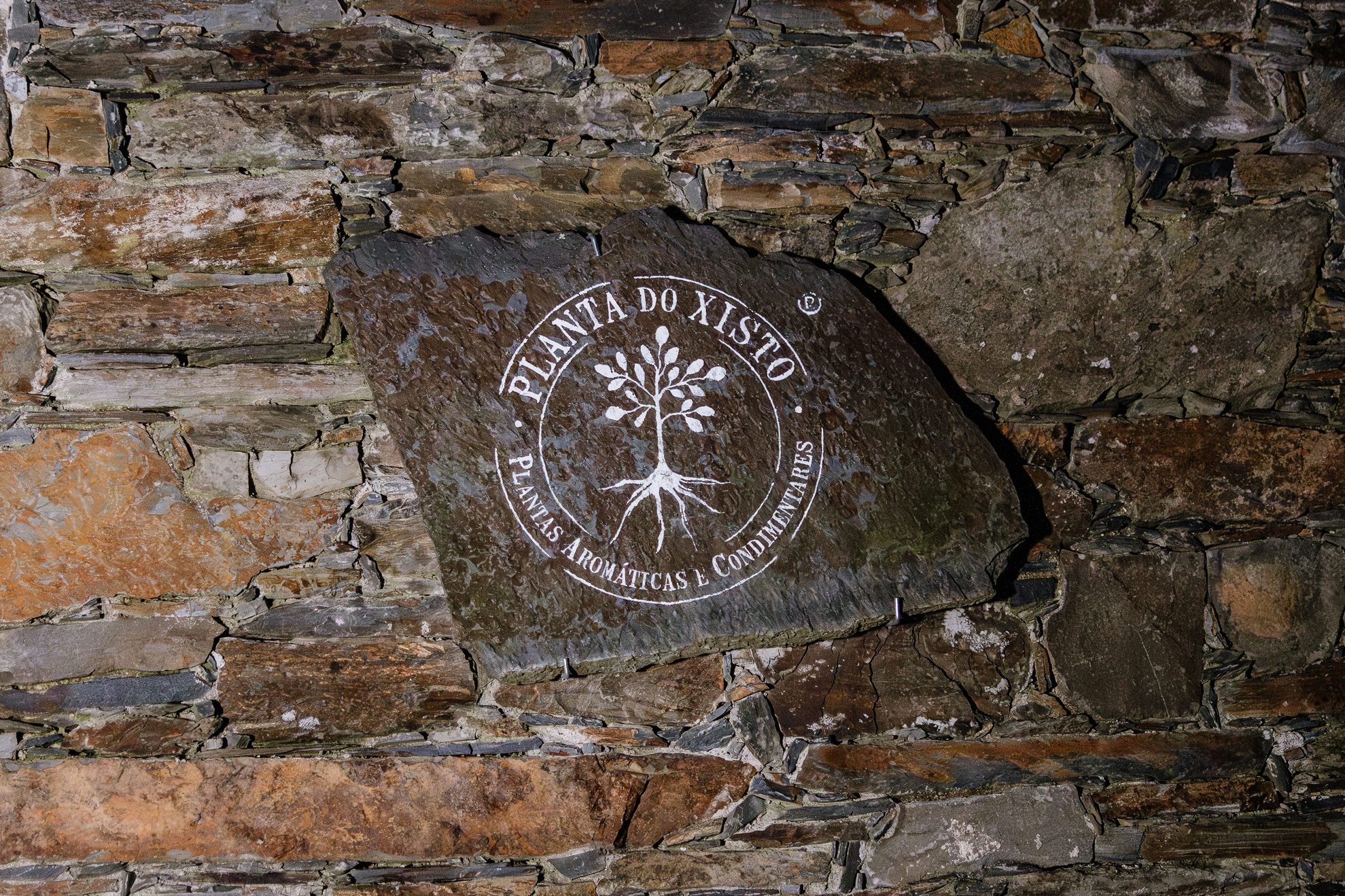 Planta do Xisto  / ERCC
